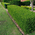Wintergreen Japanese Boxwood Hedge Seeds (Buxus microphylla) 20+Seeds (20+) by SVI