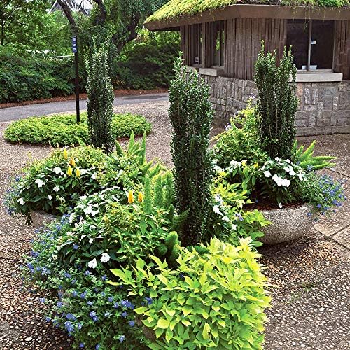 Perfect Plants Sky Pencil Holly Live Plant, 2-3', Includes Care Guide - Image 7