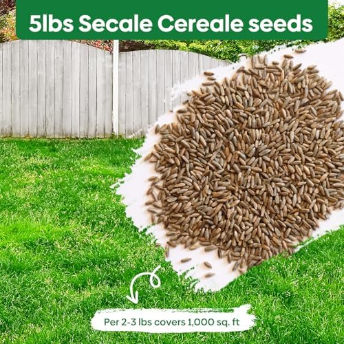 Winter Rye Seeds 5lbs Cover Crop Seeds Annual Secale Cereale to Plant - Image 2