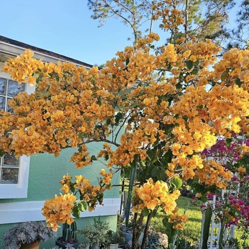 Set 2 Gold Bougainvillea Live Plant 5-7 Inch Tall - Image 4