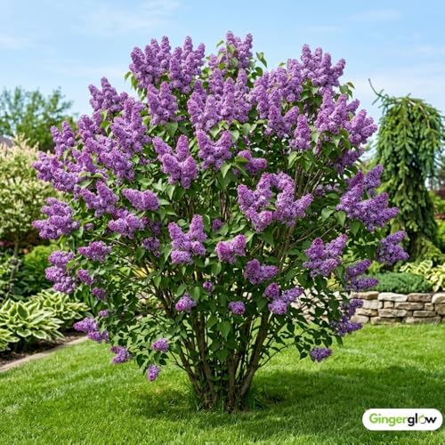 2 Purple Lilac Bushes Live Plants, 3-5" Tall in Pot Lilac Tree Live Plant, Easy Care, Fragrant Flowering Shrubs for Garden Landscaping - Image 5