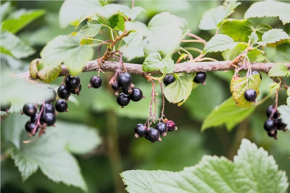 Black Currant Bush Live Plant – Ribes nigrum – Edible Berry Shrub – 2 Year Plant 8–18” Tall – Cold Hardy Fruit Bush - Image 7