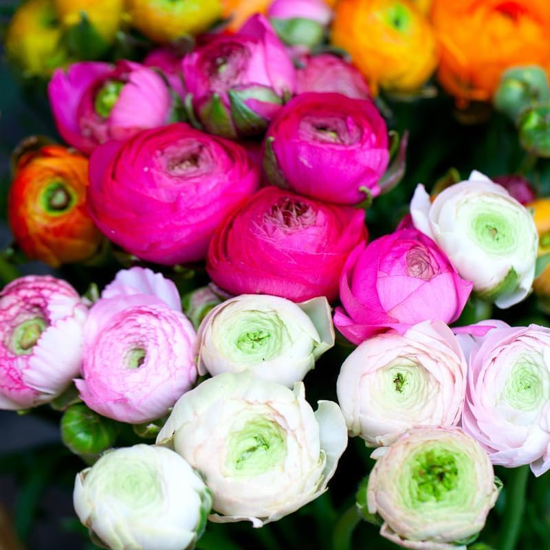 25 Mixed Ranunculus Bulbs for Planting, Peony Perennial Flower - Image 5