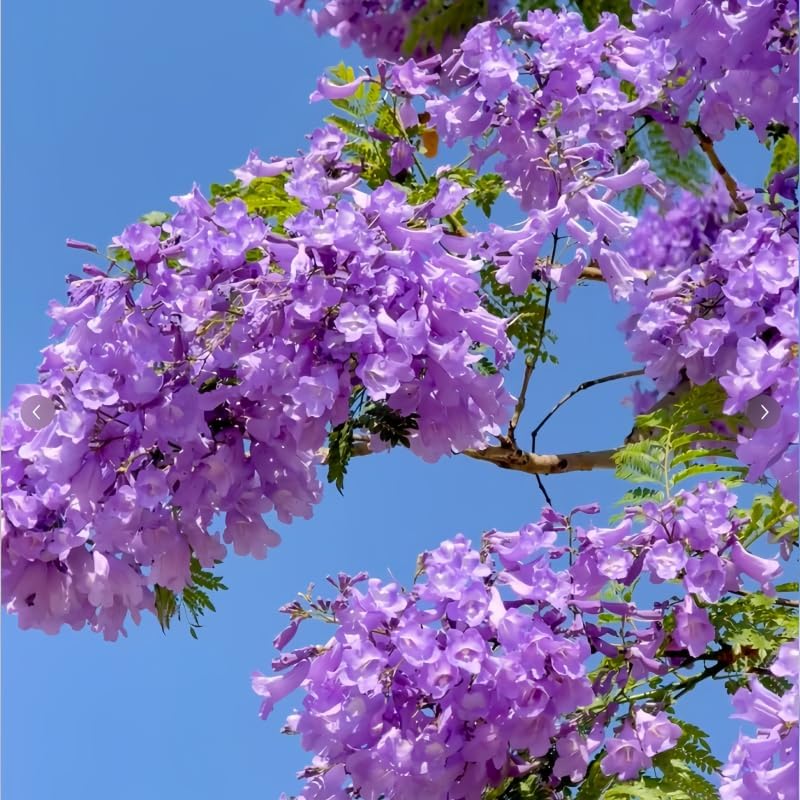 Jacaranda Tree Seeds 100pcs – Stunning Blue Flowering Bonsai, Drought-Tolerant & Easy Growing for Vibrant Gardens by BuggyBeds