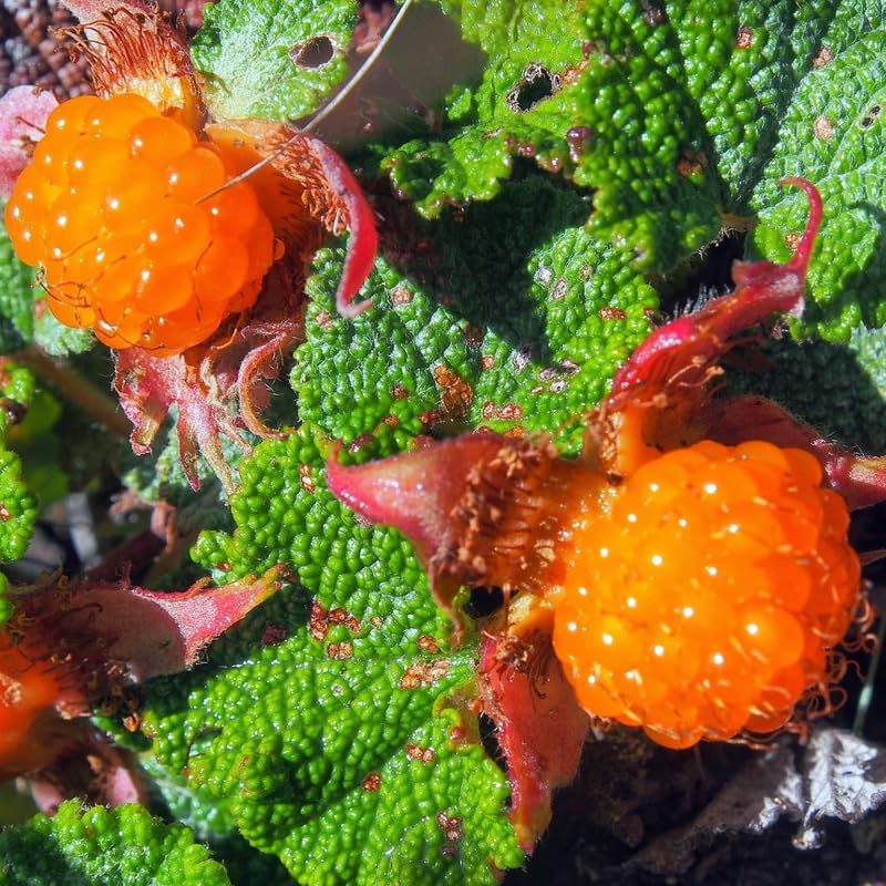 Creeping Raspberry Live Plant Potted 1-2 Years Old, Berry Bush by AVERAR