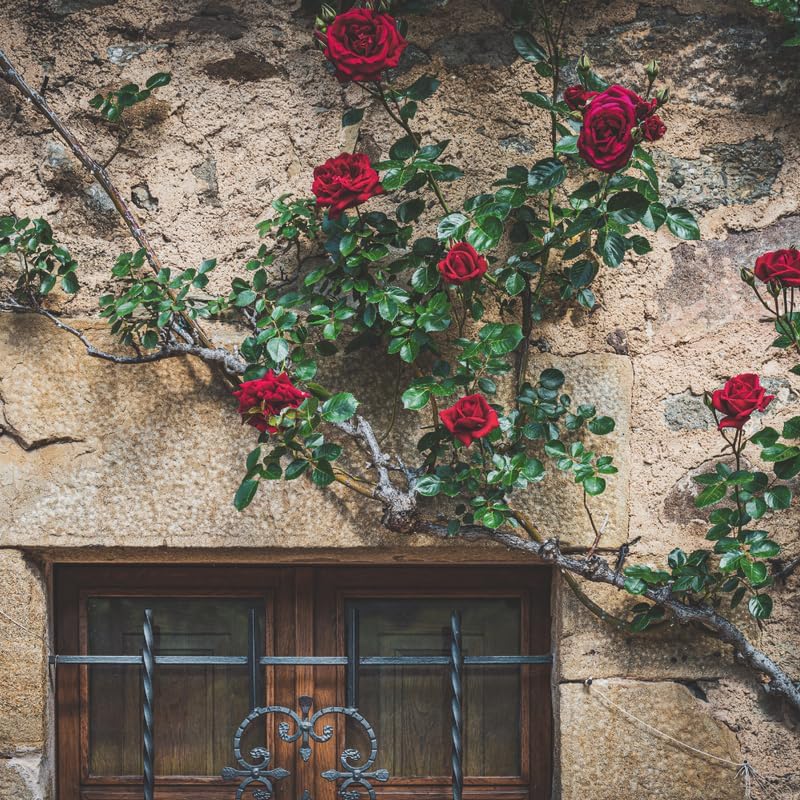 Red Climbing Roses Live Plant - Small Size, Heirloom Climbing Rose Bush, Fragrant High-Yielding Perennial Flowering Vine for Trellis & Fence - Image 4