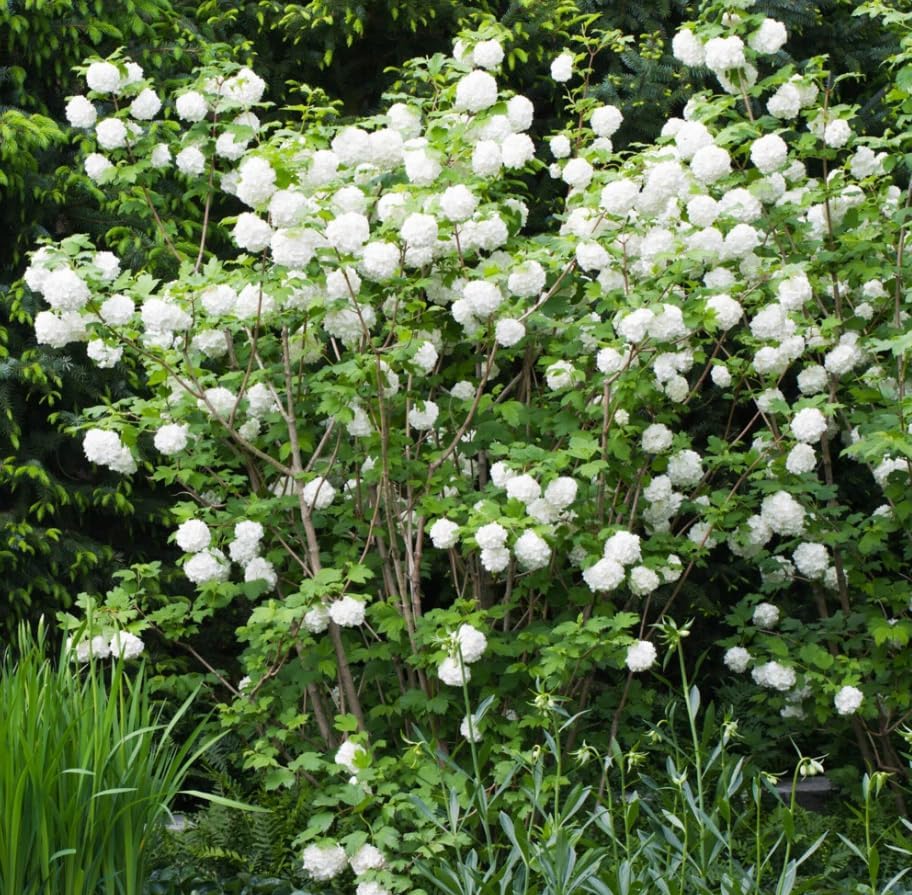 2 Old Fashion Snowball Viburnum Live Plants, Snowball Bush Clusters of White Flowers, Deciduous Shrub, 6-12" Tall 4" Pot - Image 6