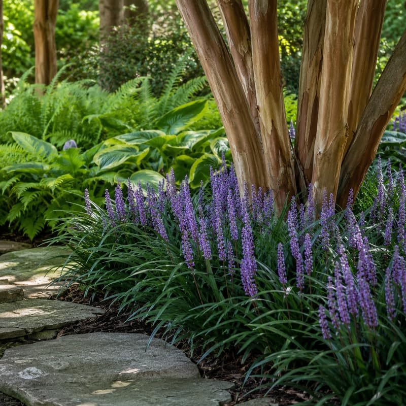 4 Big Blue Liriope Grass Plants Live (No Pot), 4-8" Tall, Non GMO Ornamental Grass Live Plant, Drought Tolerent, High-Density Ground Cover for Shaded Backyard & Patio Pathway - Image 2