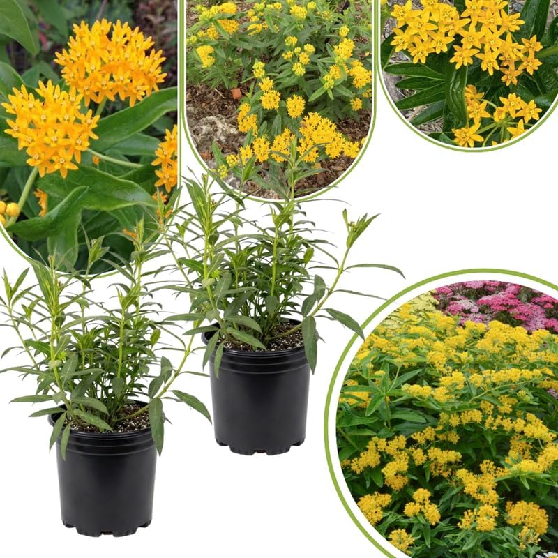 2 Yellow Milkweed Live Plants, 5-9 Inch Tall - Image 3
