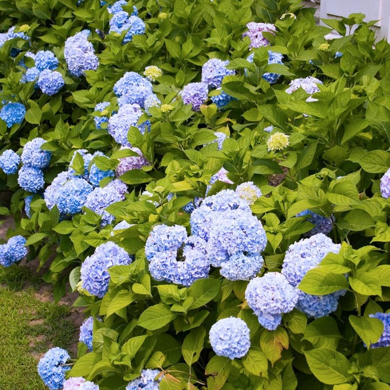 Blue Hydrangea Live Plant, Perennial Flowering Bush, 4-7'' Tall, 2.5'' Pot - Image 6