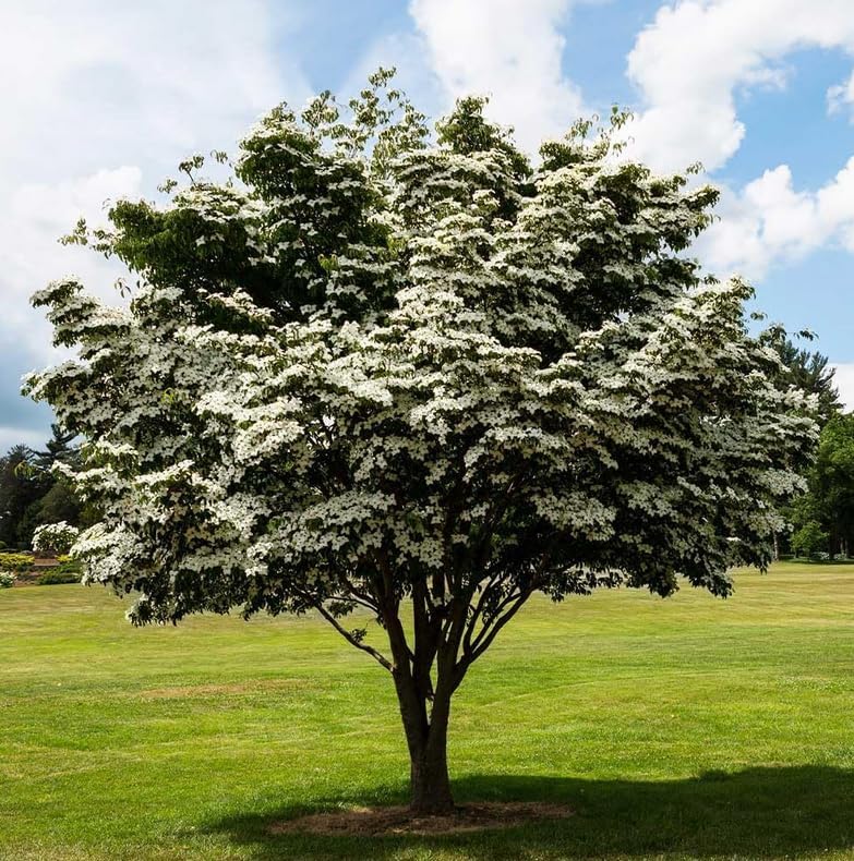 Kousa Dogwood Tree - 10-16" Tall Live Plant - Quart Pot - Image 4