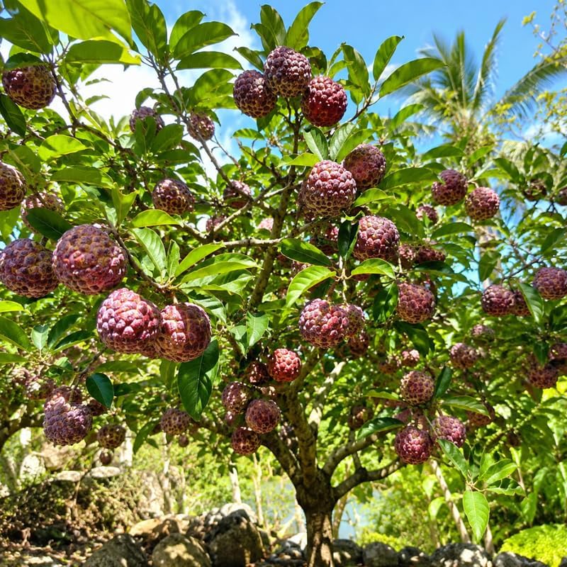 Red Sugar Apple Fruit Tree, 2-3 Ft Tall, 3 Gallon Pot, Hardy Tropical Fruit Plant for Landscape, Backyard Orchard and Outdoor Garden (No Ship to CA, HI, AK) - Image 5