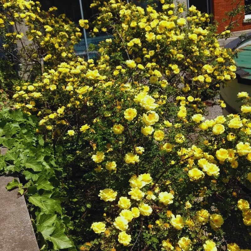 Yellow Climbing Roses Live Plant, Rose Bush Plant, 5-7 Inch Tall - Image 5