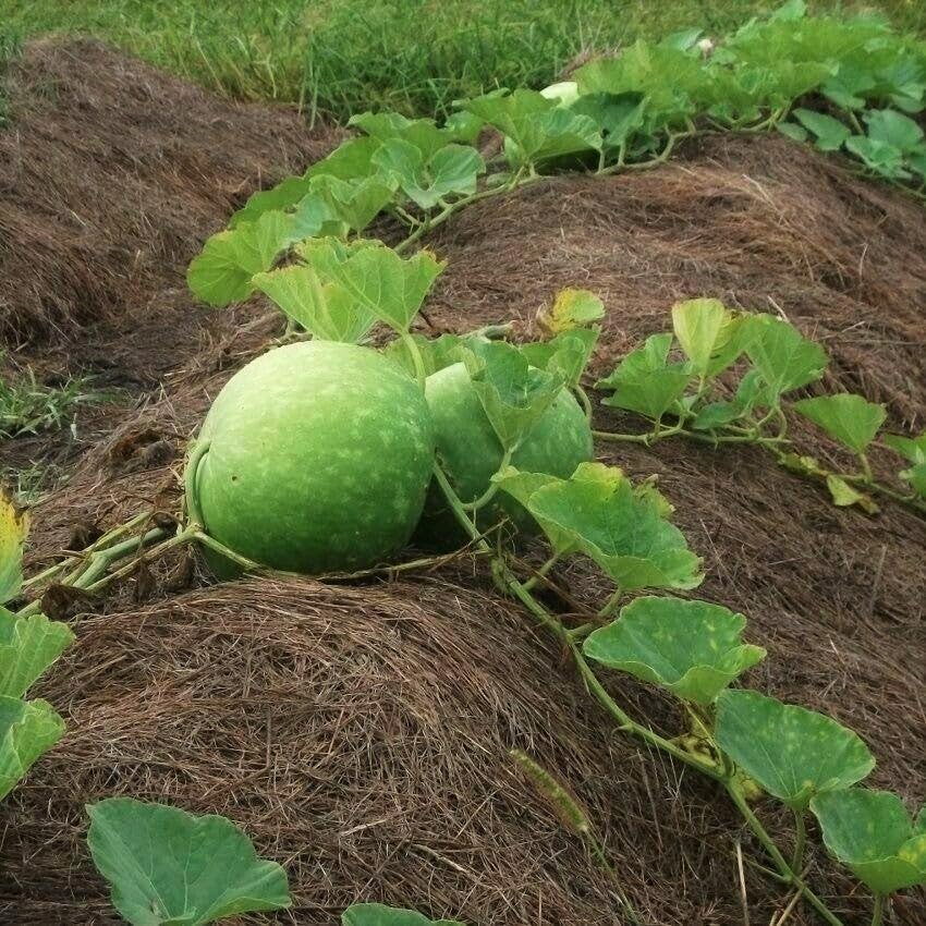 Bushel Gourd Seeds - 20+ Count - for 2026 Planting Hard-Shelled Ornamental Gourds Lagenaria Siceria Basketball Basket Bowl Carving African Squash Grow Your Own Home Farm Patio Healthy - Image 2