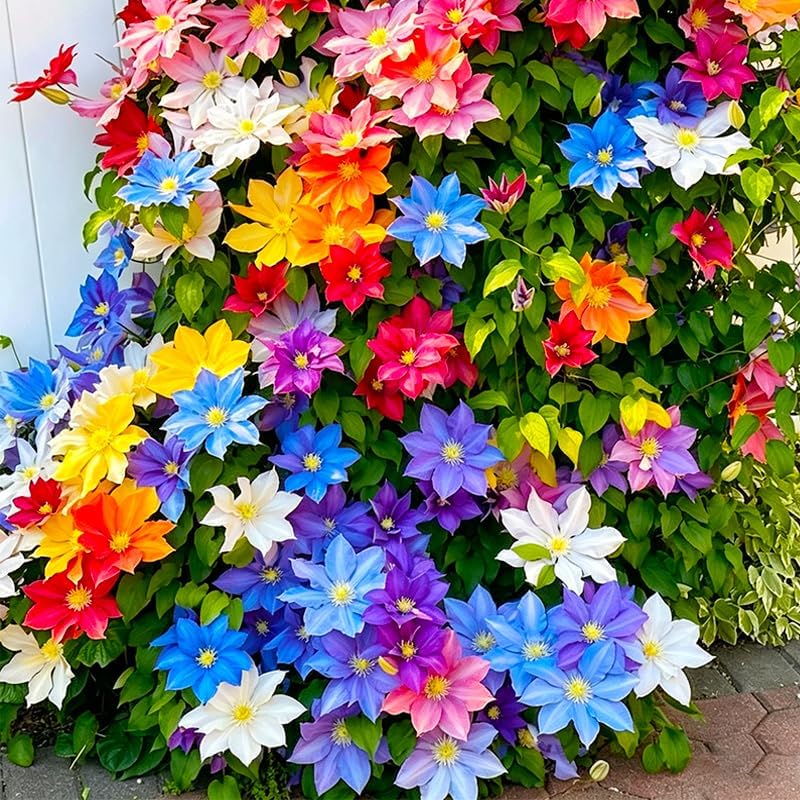 190+ Perennial Mix Clematis Seeds for Planting - Non-GMO Heirloom Seeds,Climbing Vines,Attracts Pollinators, Cold Hardy - Image 2