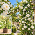 White Climbing Roses Live Plants, Fragrant Starter 5-9" Tall by Unknown