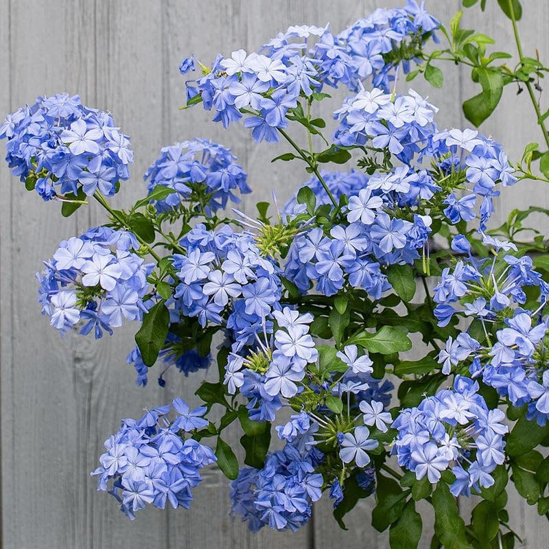 Plumbago Imperial Blue – Pack of 3 Live Starter Plants (4-6 Inches Tall) – Plumbago Auriculata, Cape Leadwort, Sky Flower – Fast-Growing, Container-Friendly Shrub with Long-Blooming Sky-Blue Flowers by Unknown