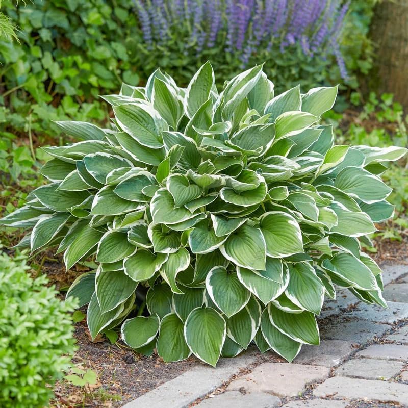 250+ USA Premium Seeds Rare Perennial Hosta Flower Seed for Planting Outdoors Garden Home Beauties - Image 3
