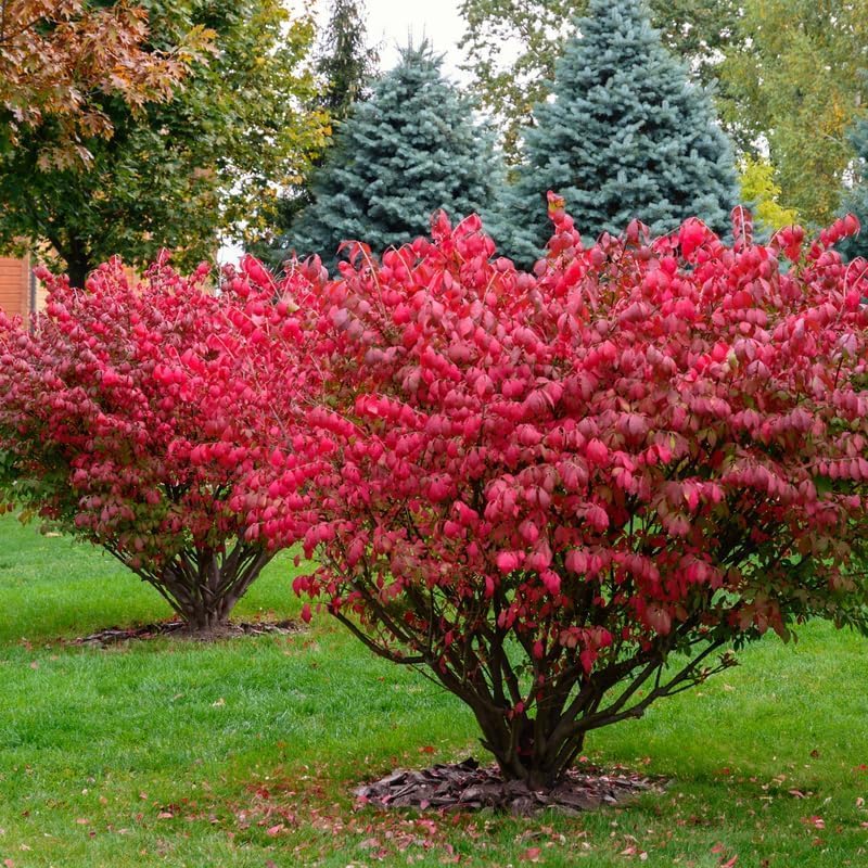 5 Dwarf Burning Bushes - 6-12" Tall Live Plants - Image 4