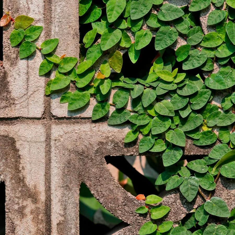 Creeping Fig Live Plants (5-9") - Pack of 2 (Two) - Ficus pumila Climbing Vine - Fast Growing Wall Coverage - Indoor Terrarium & Outdoor Garden - Self-Adhering Evergreen Foliage by Unknown