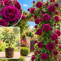 Rich Purple Climbing Roses Live Plants, Fragrant Starter 5-9" Tall by Unknown