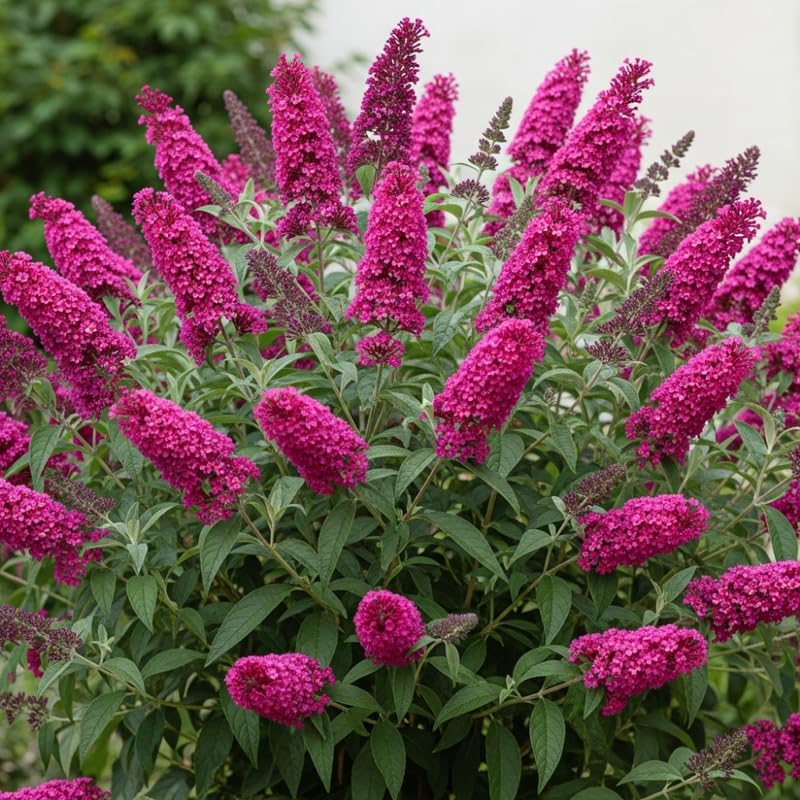 Raspberry Butterfly Bush Live Plant, 5-10 Inch Tall by PlantsSeedsBulbs