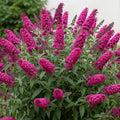Raspberry Butterfly Bush Live Plant, 5-10 Inch Tall by PlantsSeedsBulbs