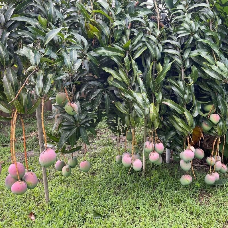 Red Yellow Mango Tree Live Plant, Tropical Fruit, 3 Gallon Pot - Image 3