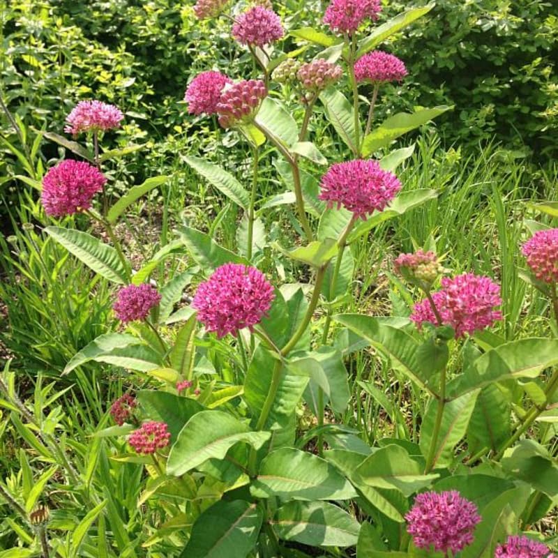 2 Pink Milkweed Live Plants, Perennial Flower Plant, 4-8 Inch Tall - Image 4