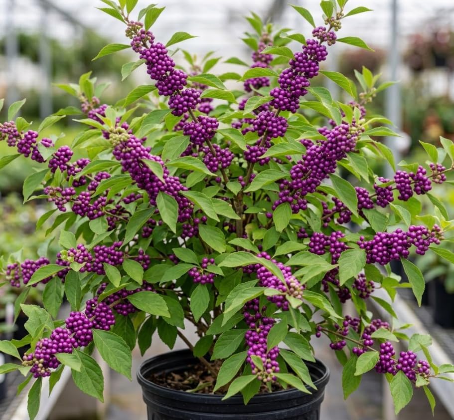 American Beautyberry Live Plant, Callicarpa Beauty Berry Bush, Vibrant Purple Berries Shrub, Well-Rooted Starter Plant 8-12 Inches Tall in 4 Inch Pot by Unknown