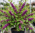 American Beautyberry Live Plant, Callicarpa Beauty Berry Bush, Vibrant Purple Berries Shrub, Well-Rooted Starter Plant 8-12 Inches Tall in 4 Inch Pot by Unknown