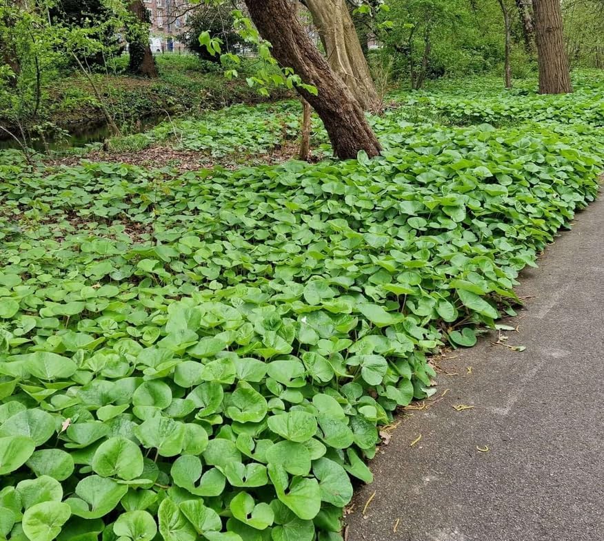 20 Wild Ginger Roots - Canadian Ginger Live Plants - Image 5