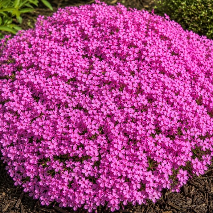Pack of 3 Creeping Phlox Live Plants, Pink Phlox Ground Cover Plant for Banks, Rock Gardens, Walkways,4" Pot - Image 3