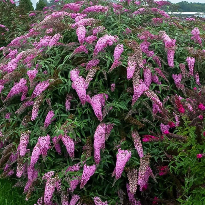 Pink Butterfly Bush Live Plant, 5-10 Inch Tall - Image 3