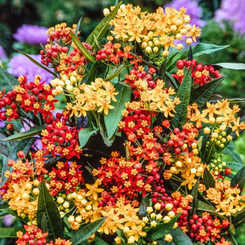 3 Mixed Milkweed Live Plants, Hardy Milkweed Shrub, 4-9 Inches - Image 5