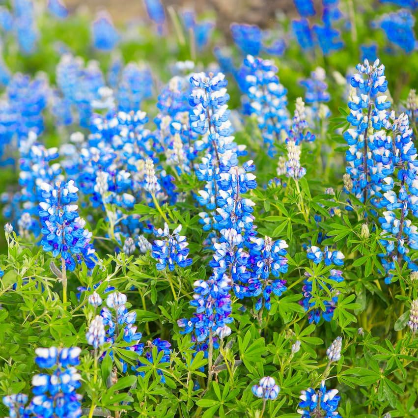 Texas Bluebonnet Seeds for Planting, 1007+pcs Perennial Lupinus Texensis Plants, Non-GMO Heirloom Cold Hardy Drought-Tolerant Wildflower Seeds Attracts Pollinators for Home Garden Outsides - Image 4