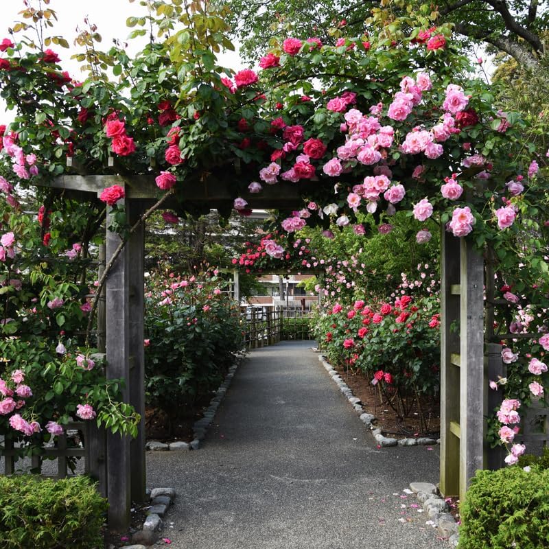 Red Climbing Roses Live Plant - Small Size, Heirloom Climbing Rose Bush, Fragrant High-Yielding Perennial Flowering Vine for Trellis & Fence - Image 3