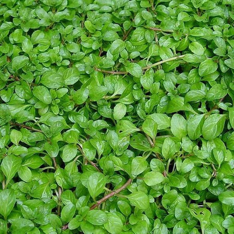 Mentha requienii, Corsican/Creeping/Rock Mint, GroundCover, Cnt Sz: 3" - Image 2