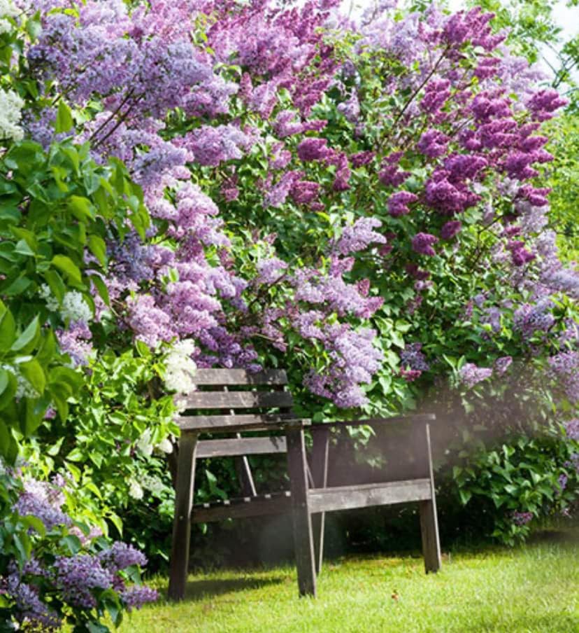 Old Fashioned Lilac Bushes Live Plants (2 Pack) – 14–24” Tall - Syringa vulgaris – Fragrant Lavender Purple Flowers – Hardy Flowering Shrubs - Image 3