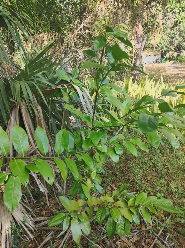 Black Sapote Live Plant – Diospyros nigra – Chocolate Pudding Fruit Tree – Tropical Edible Fruit Tree – Rare Exotic – 3 Inch Pot - Image 4
