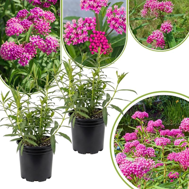 2 Pink Lemonade Blueberry Plants Live, Berry Tree Seedling, 5-7 Inch Tall - Image 6