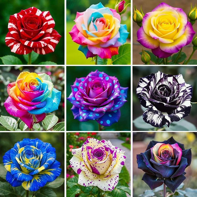 285+ Mix Rose Seeds for Outdoor Planting - Perennial Flower, High Germination Rate, Fragrant Garden Roses, Heirloom Variety - Image 2