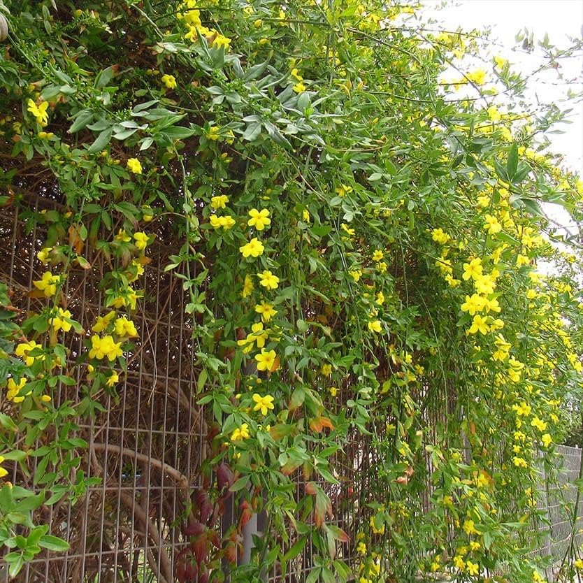 Primrose Jasmine - 4 x 2 inch Cups - Image 2