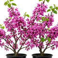 2 Eastern Redbud Tree Live Plants 6-16 Inch Tall Qt Pot, Ornamental Spring Blooming Seedling Cercis Canadensis Shrub Red Bud Tree by Unknown