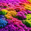 18000+ Magic Creeping Thyme Seeds for Planting - Ground Cover Plants Heirloom, Perennial Thyme Non-GMO Thymus Serpyllum Seed by Unknown
