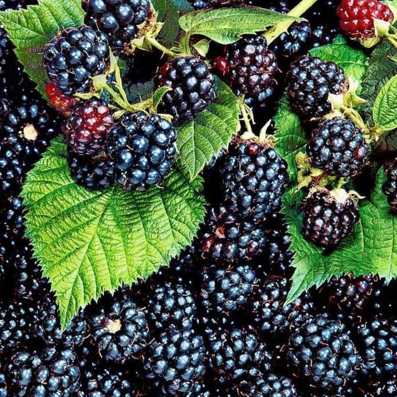 2 Navaho BlackBerry Plants Live, Backyard Berry Plant, 4-6 Inch Tall - Image 4