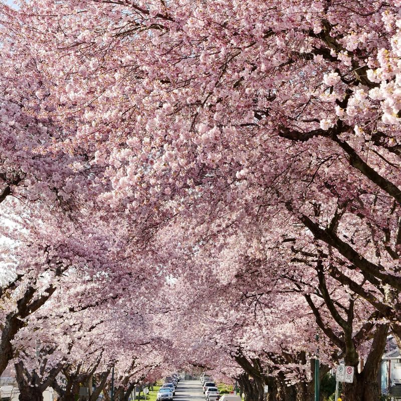 2 Akebono Cherry Tree Live Plant - Image 4