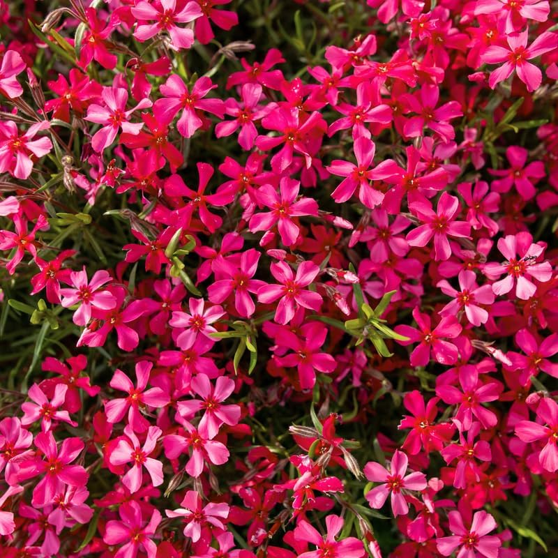 2 Red Creeping Phlox Live Plants, Perennial Flowers, 4" Pot by TANKDA