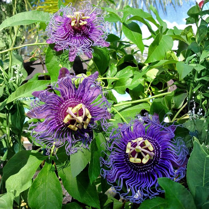 2 Purple Passiflora Plants, Colorful Passion Flower Vines, 4-7'' Tall - Image 5