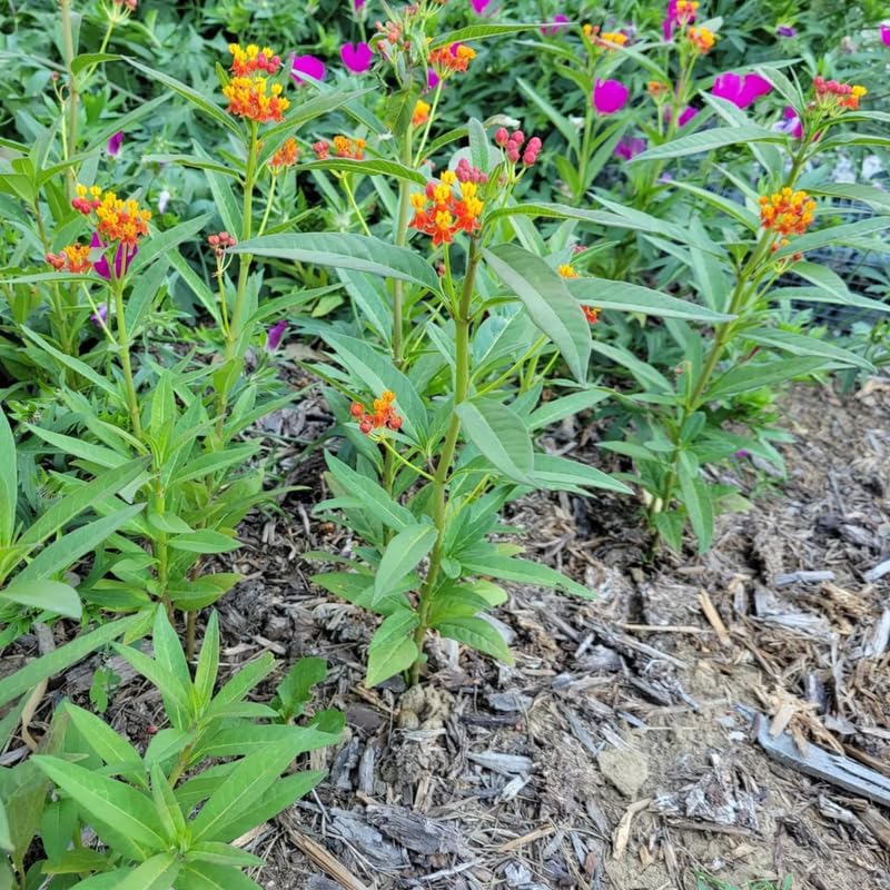 2 Tropical Milkweed Live Plants, Well-Rooted Starter Plant, 4-7 Inches - Image 3